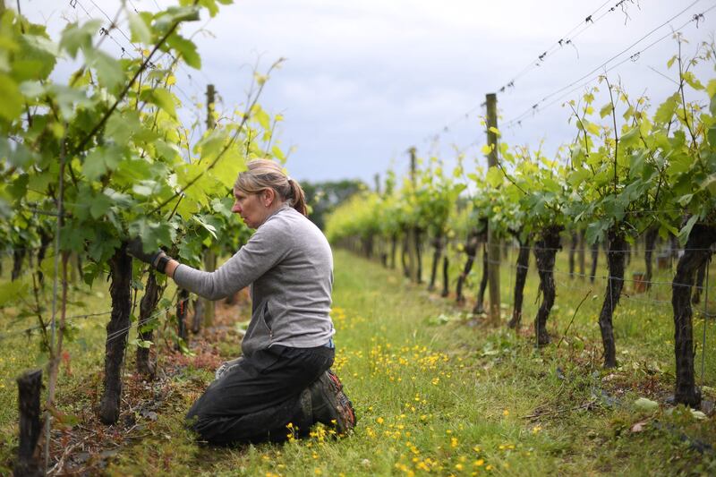 A worker removes inspects a grapevine at Ridgeview Estate's winery near Burgess Hill, southern England, on June 22, 2021.  - Problems have shaken the lives of many businesses across the country since the UK's effective exit from the single market in early January, without it being yet possible to know whether they will be temporary or sustainable.  "We had no recruitment problem, it's only since this year that we have seen labour shortages.  It's really complicated with the pandemic, the travel restrictions, to see where the pressures are coming but we think that Brexit made people stay at home because we did not make it easy for them to come", Tamara Roberts, CEO of Ridgeview Estate Winery told AFP.  (Photo by DANIEL LEAL-OLIVAS  /  AFP)  /  TO GO WITH AFP STORY BY Veronique DUPONT